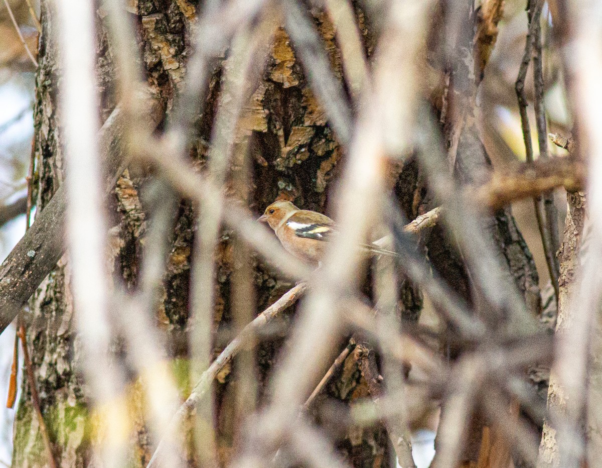 bokfink - ML645845595