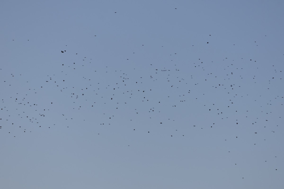 Red-winged Blackbird - ML645845596