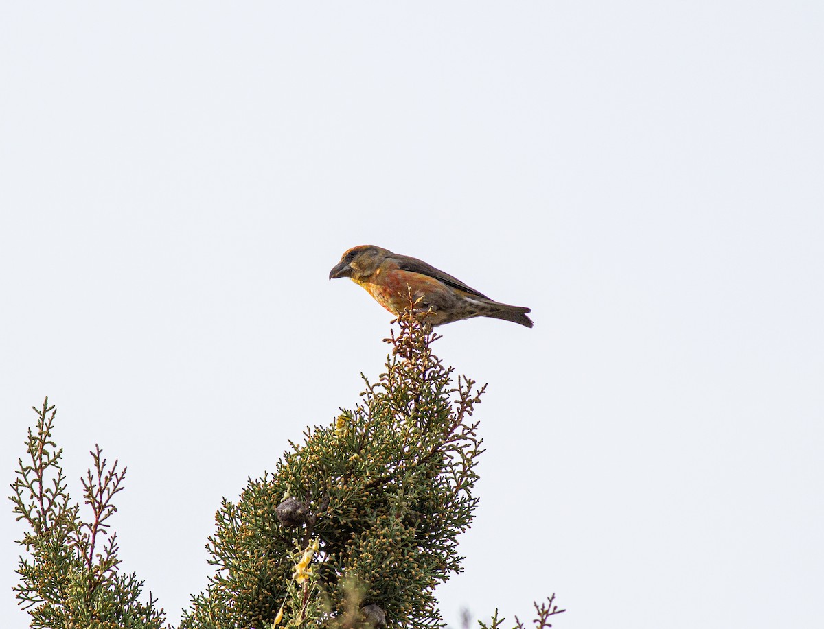 grankorsnebb - ML645845604