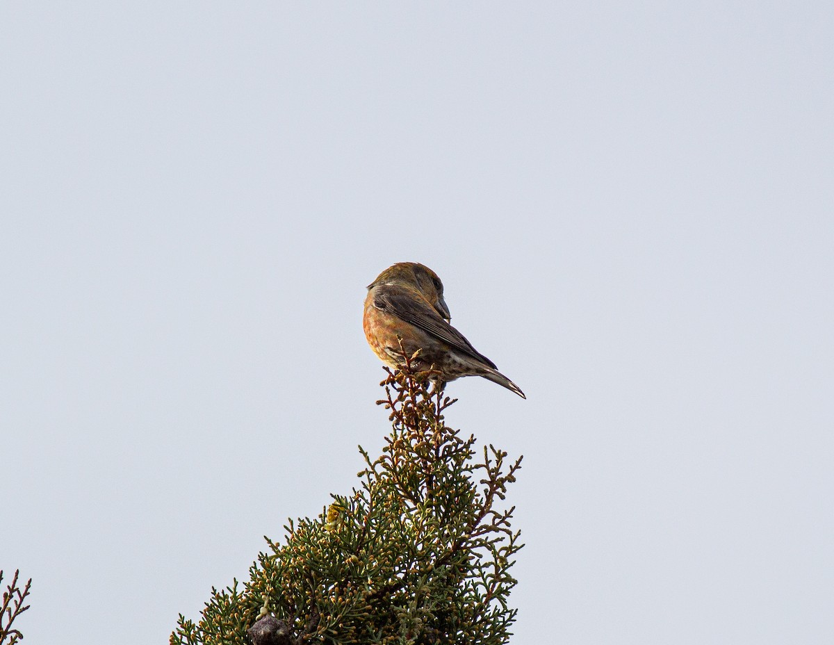 grankorsnebb - ML645845610