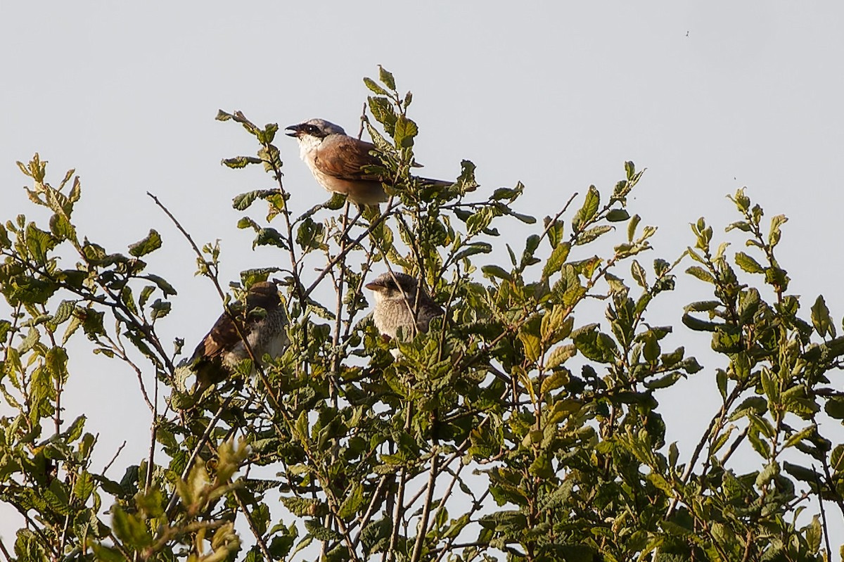 tornskate - ML645845618