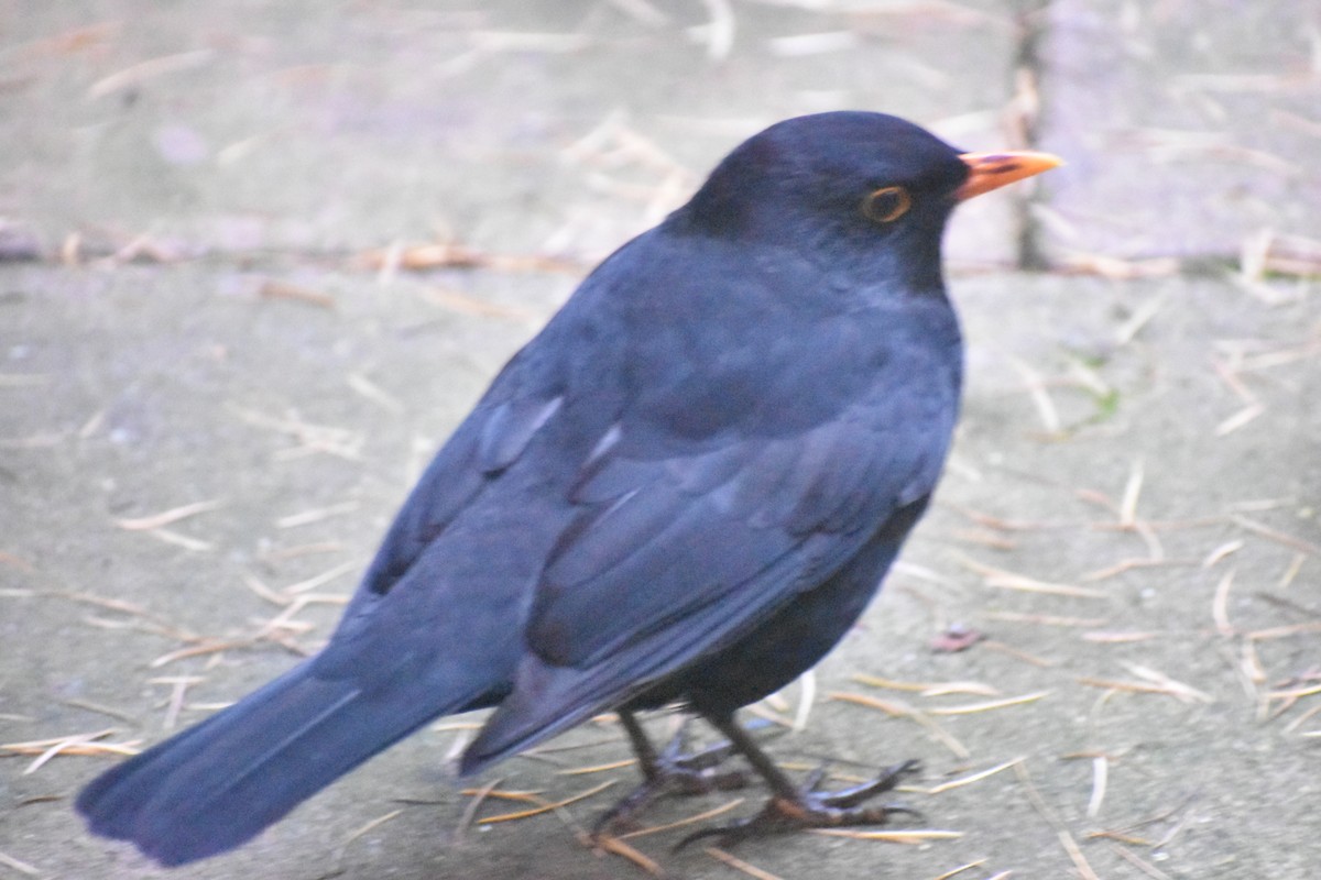 svarttrost - ML645845619