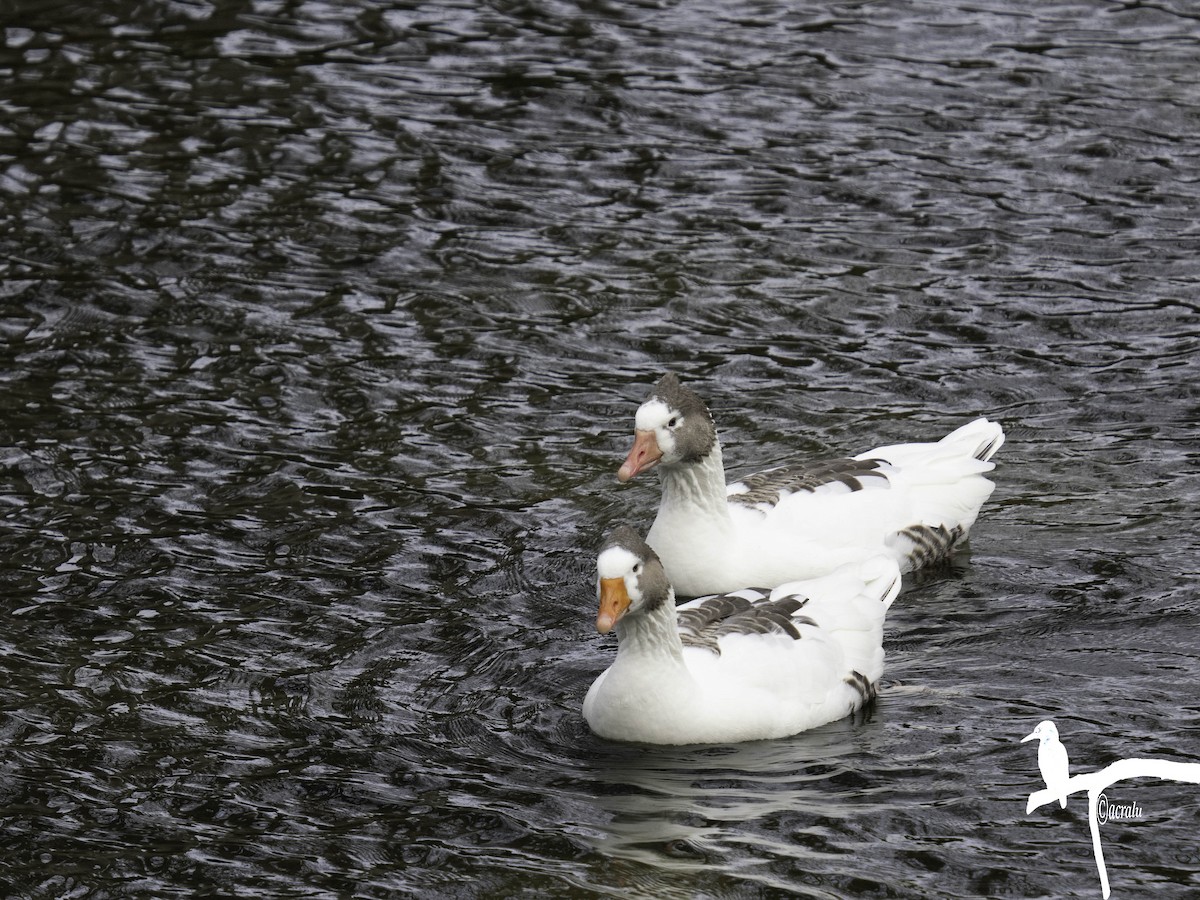 grågås - ML645845621