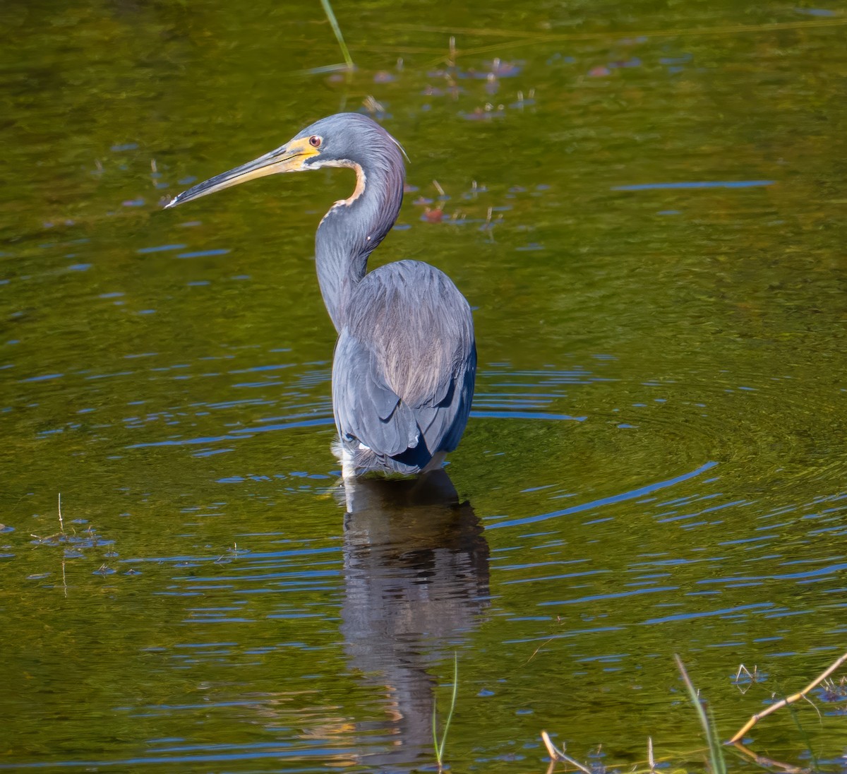 prakthegre - ML645845622