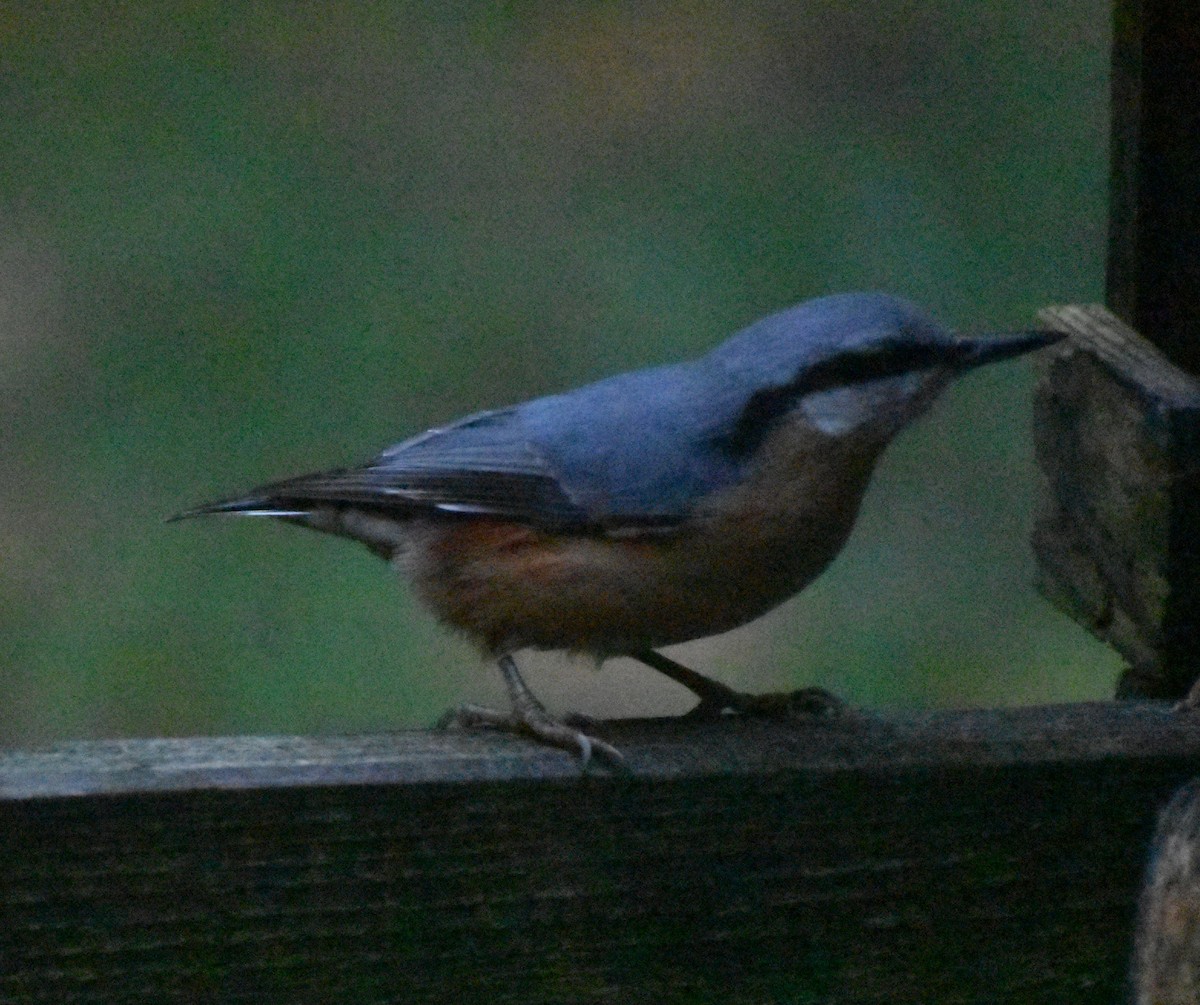 spettmeis - ML645845624