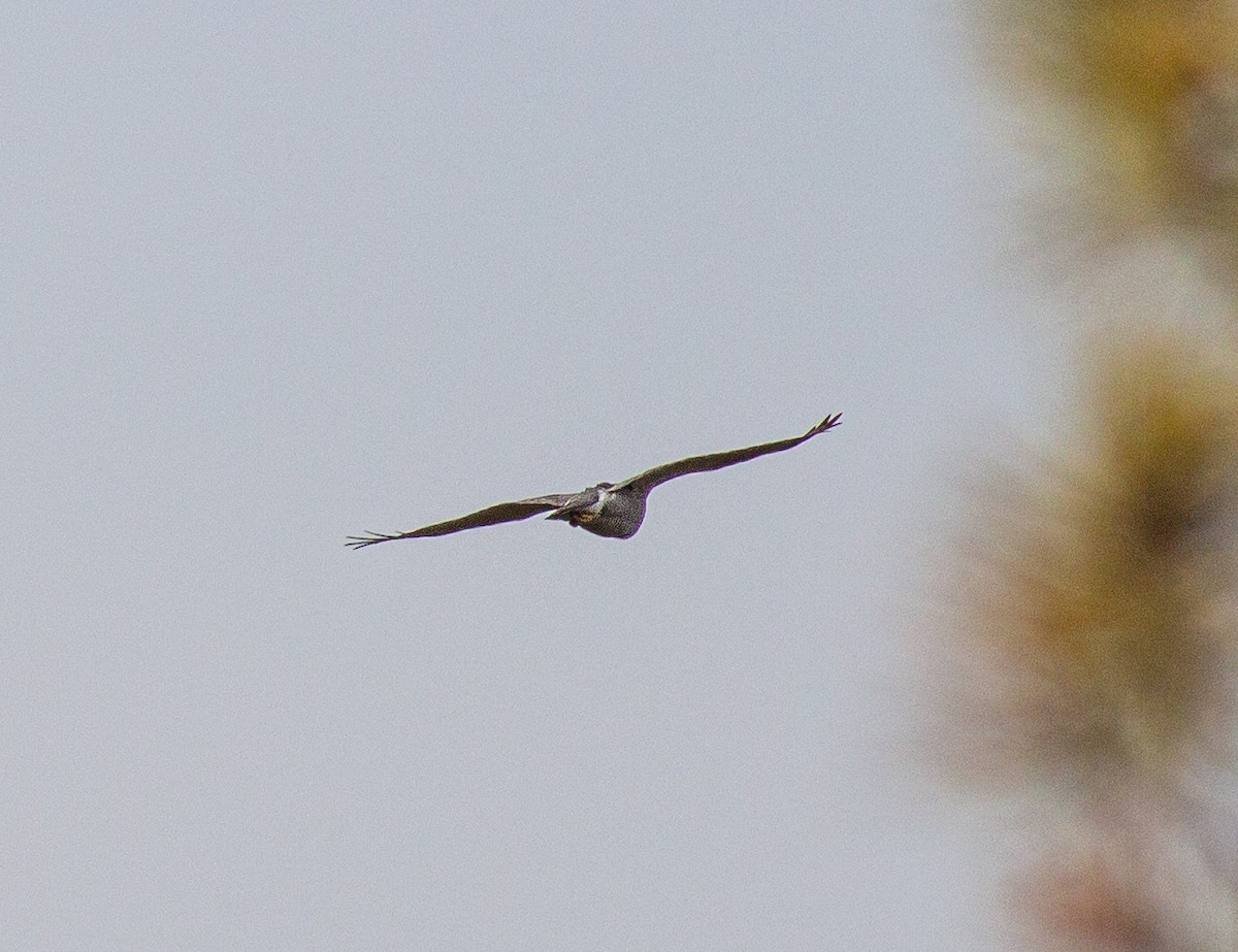 ub. falk (Falco sp.) - ML645845626