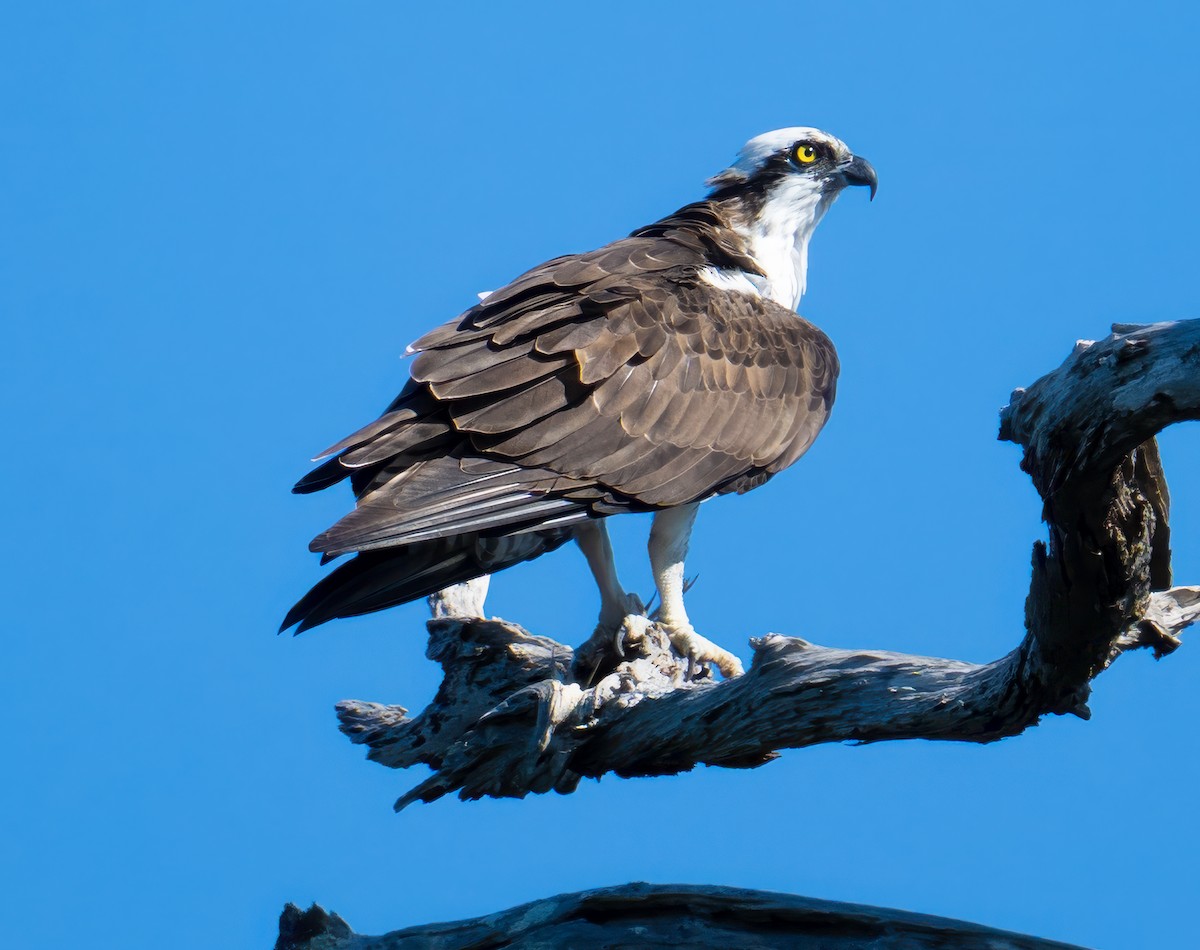 fiskeørn - ML645845627