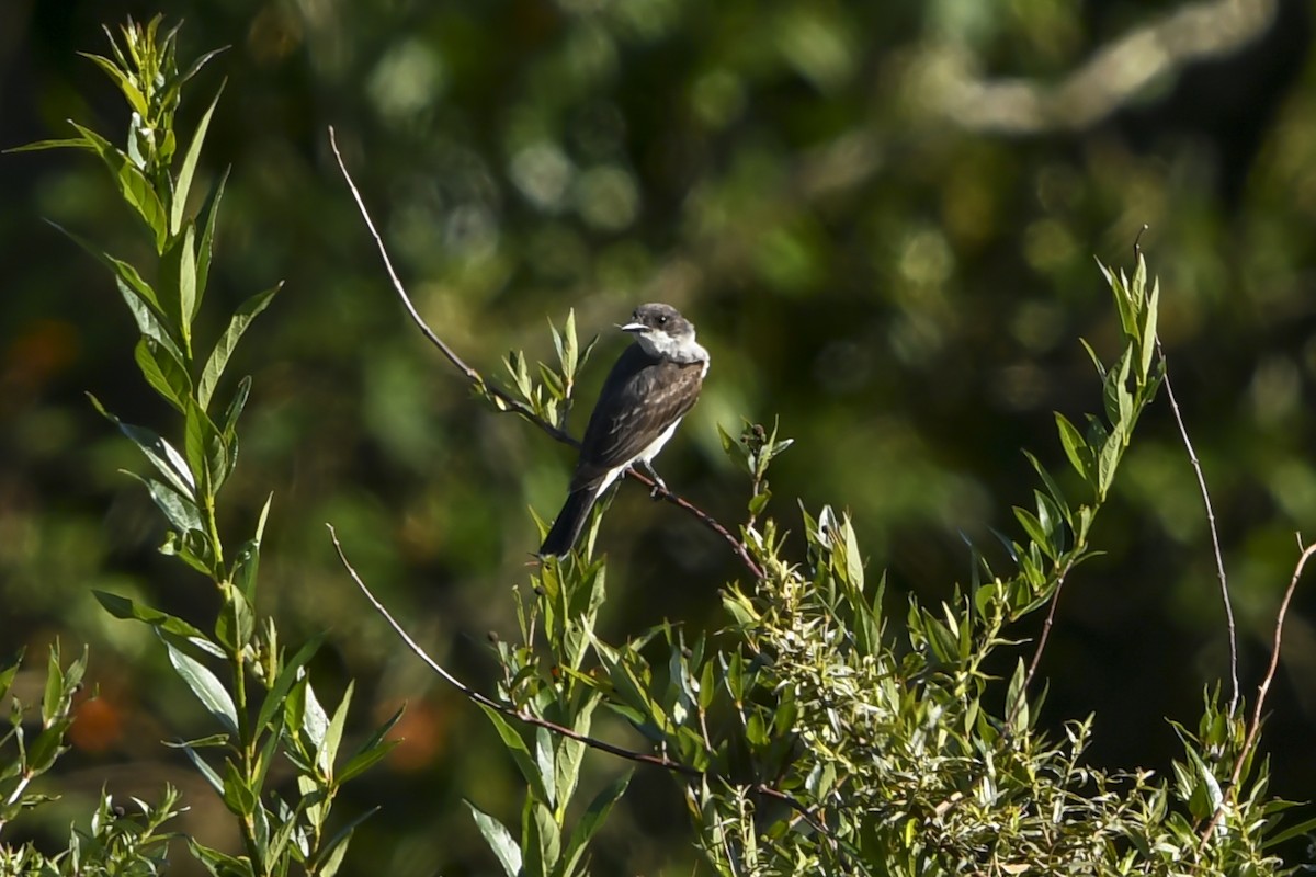 Tirano Oriental - ML645845628