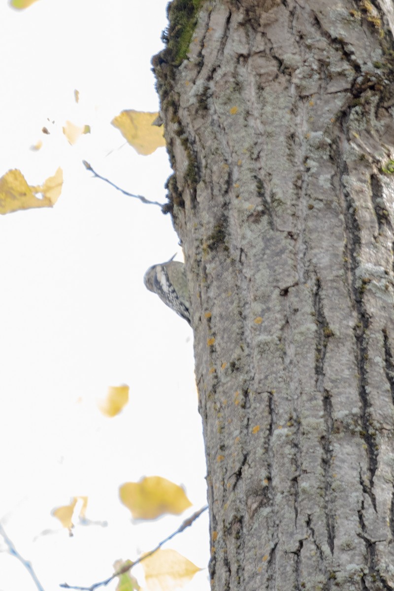 kanadasevjespett - ML645845629