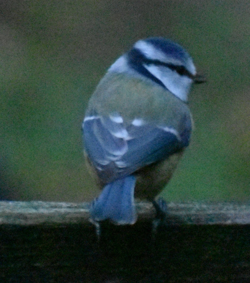 blåmeis - ML645845630