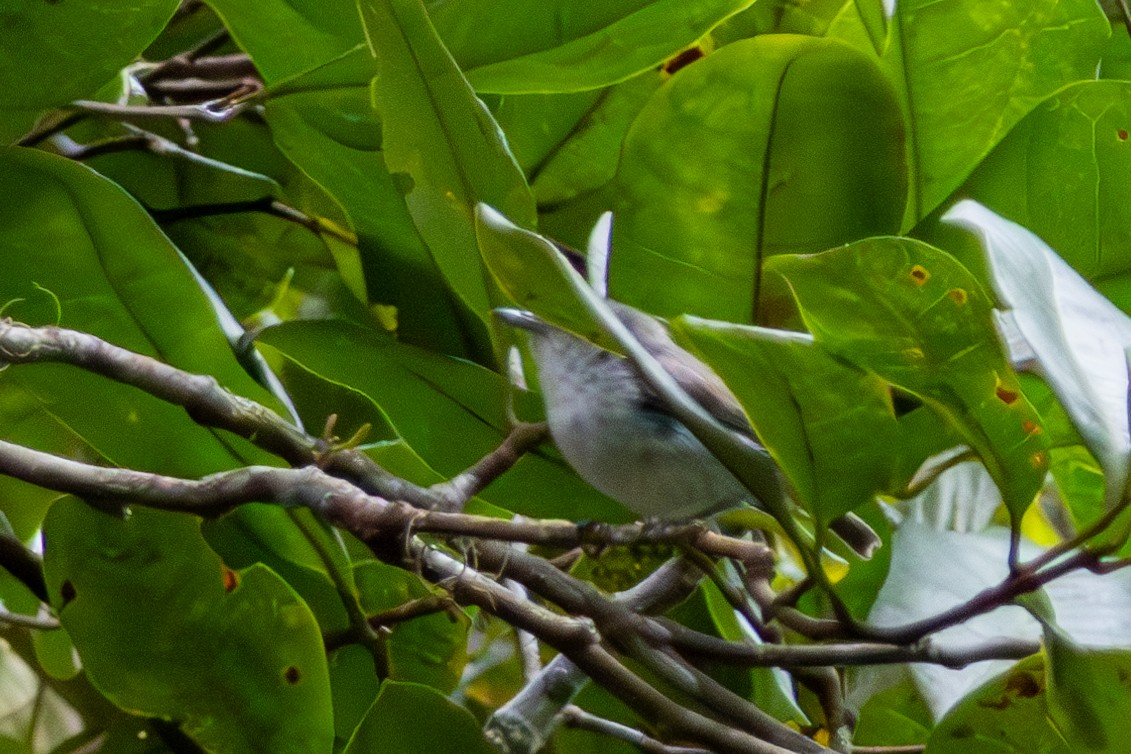 olivenkrattsmett - ML645845631