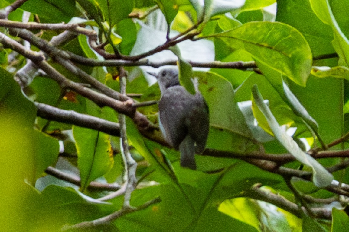 olivenkrattsmett - ML645845632