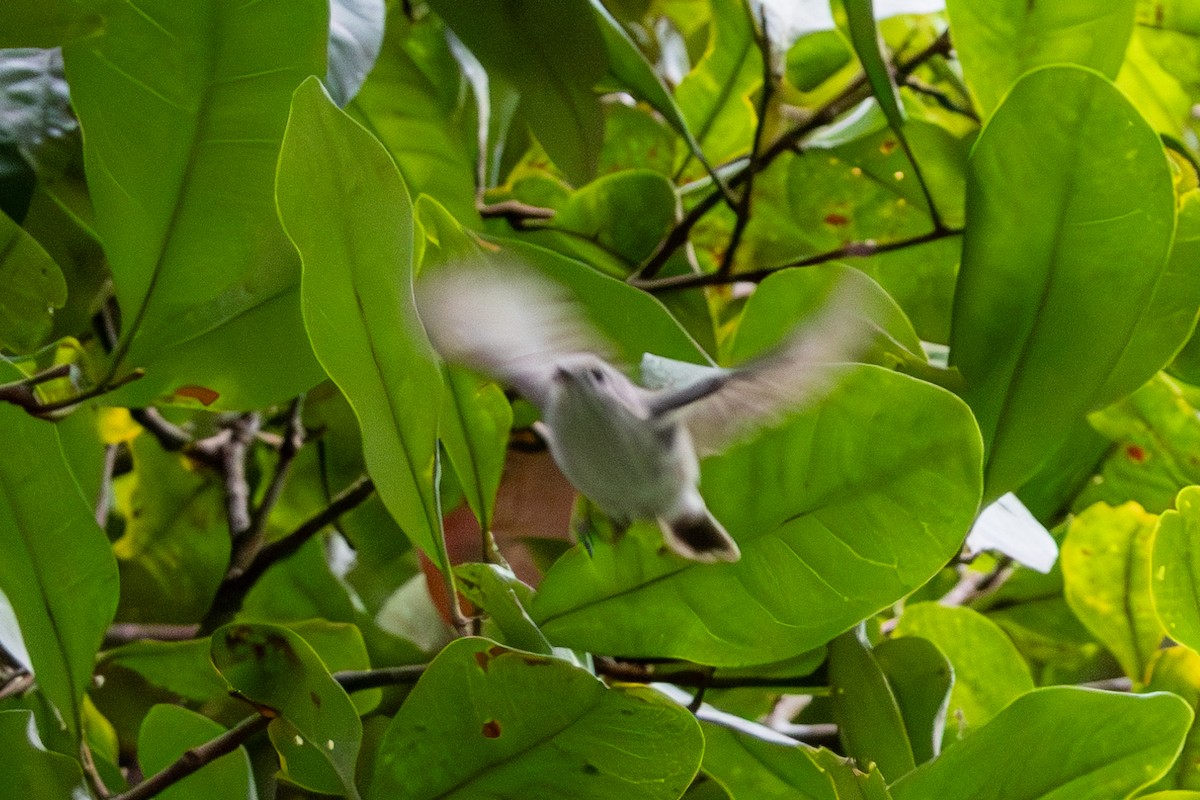 olivenkrattsmett - ML645845633