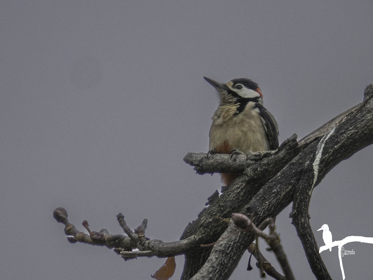 flaggspett - ML645845634