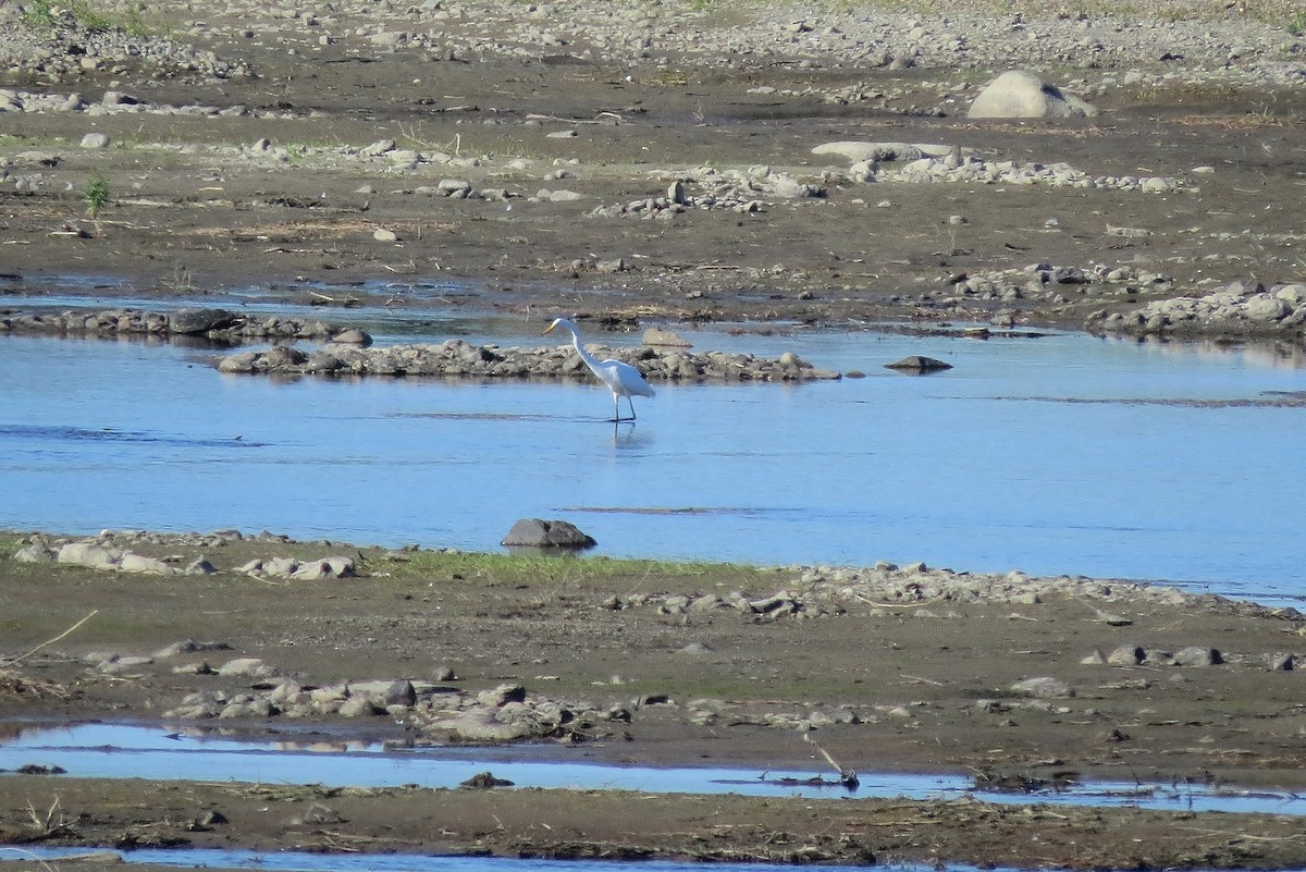 egretthegre - ML645845635