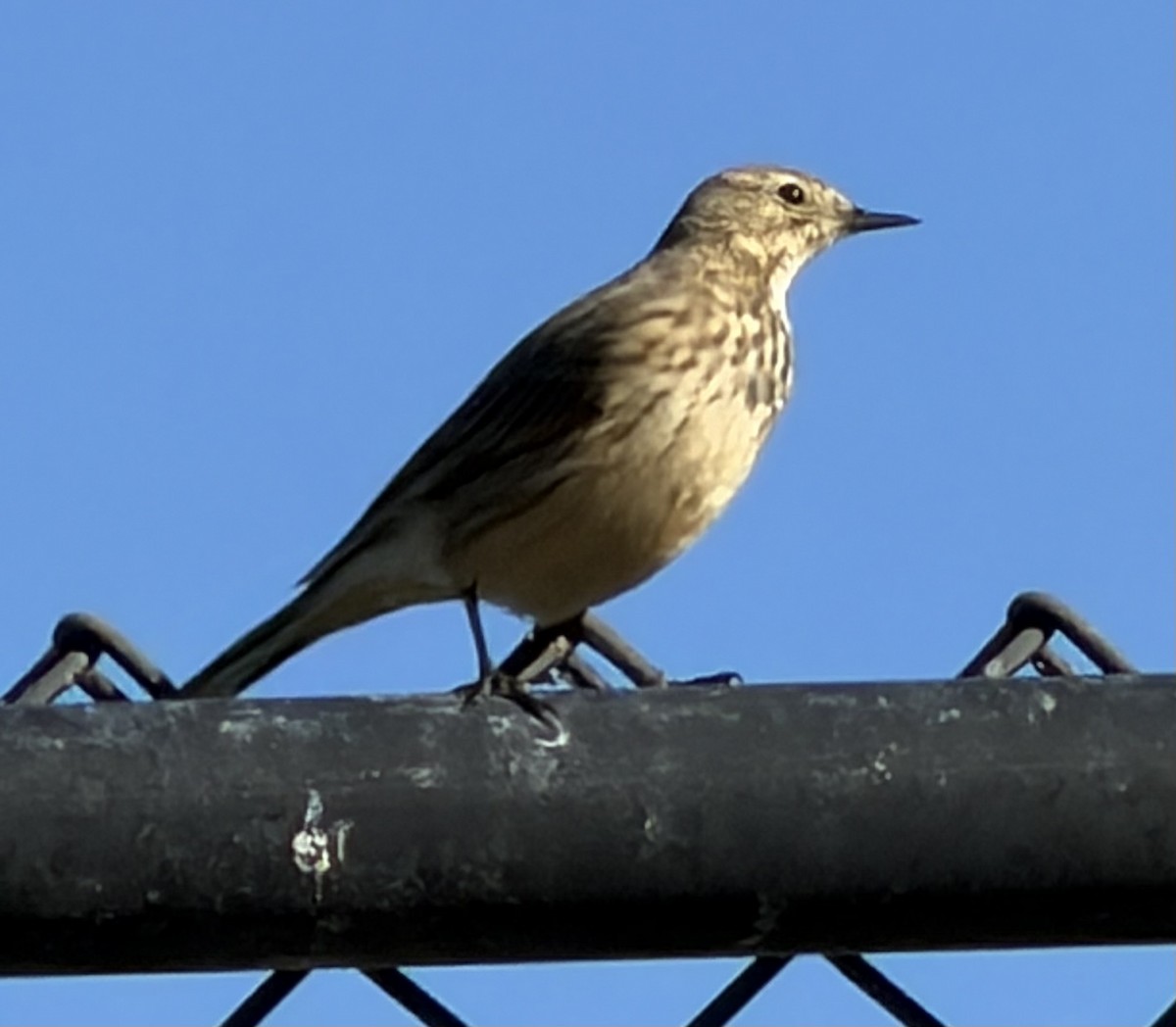 kanadapiplerke - ML645845636