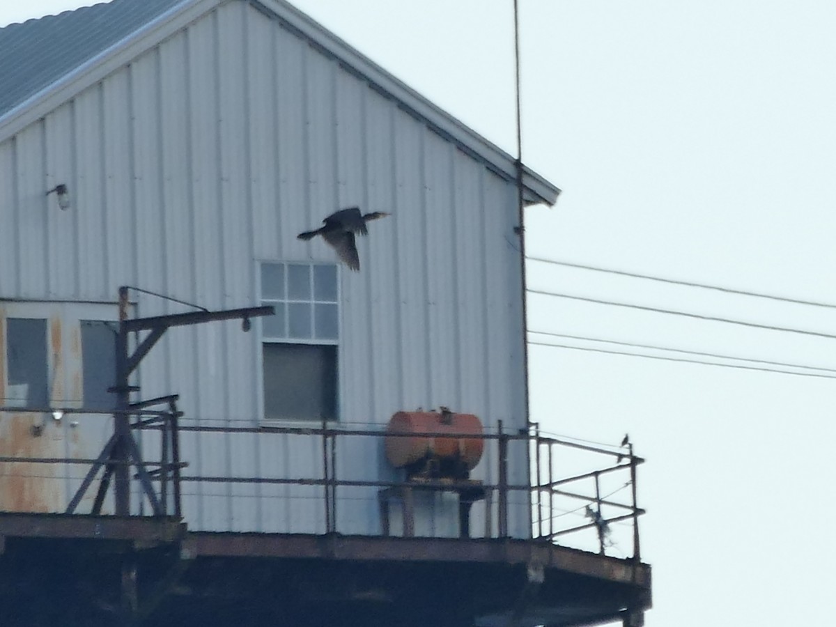 storskarv - ML645845637