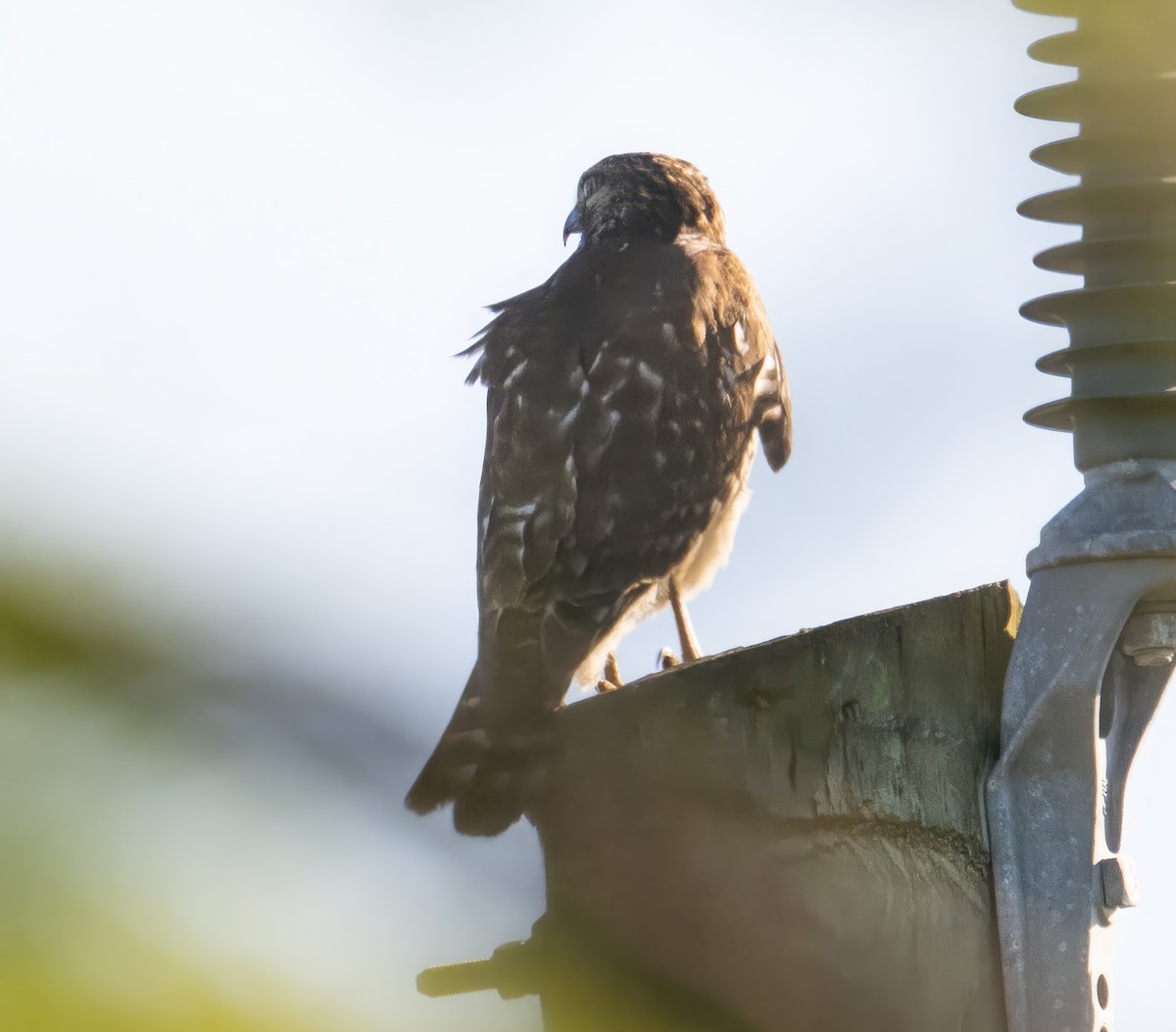 rødvingevåk - ML645845638