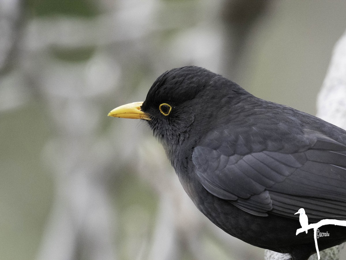 svarttrost - ML645845639