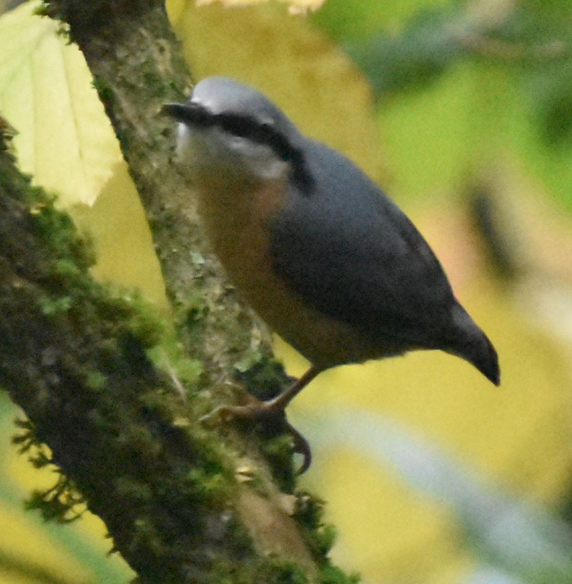 spettmeis - ML645845640