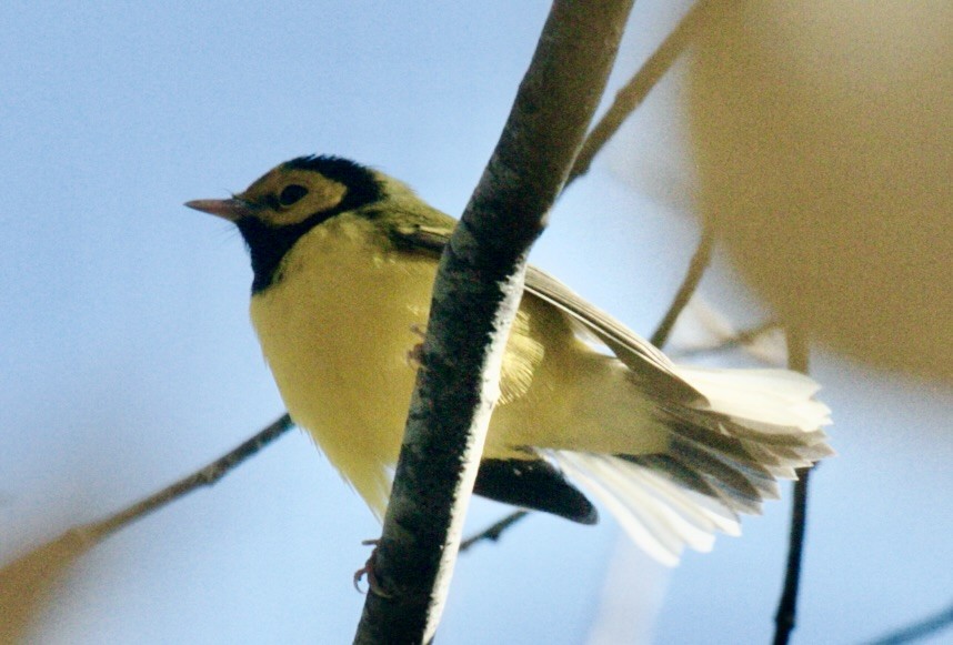 hetteparula - ML645845641