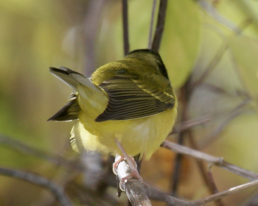 hetteparula - ML645845642