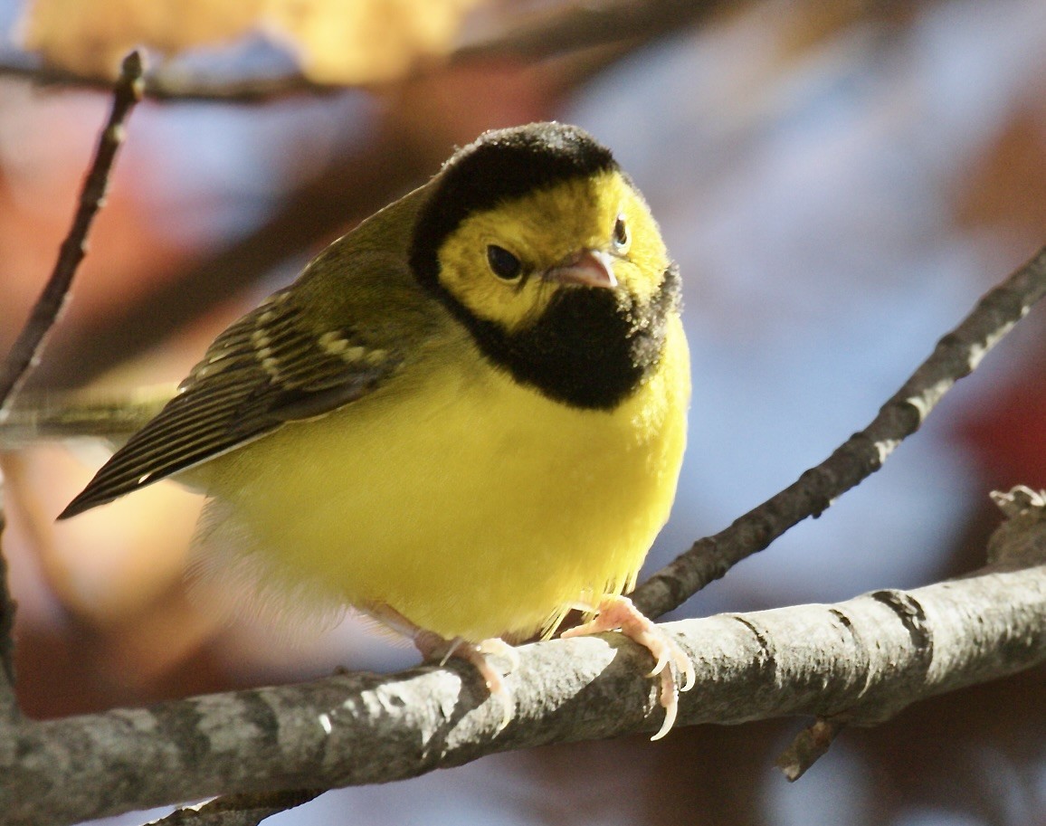 hetteparula - ML645845643