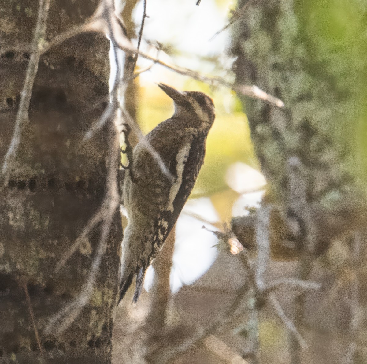 kanadasevjespett - ML645845644