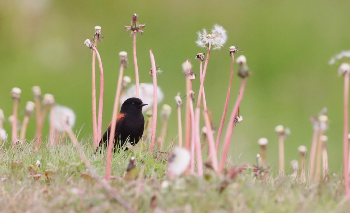 patagonianegrito - ML645845647