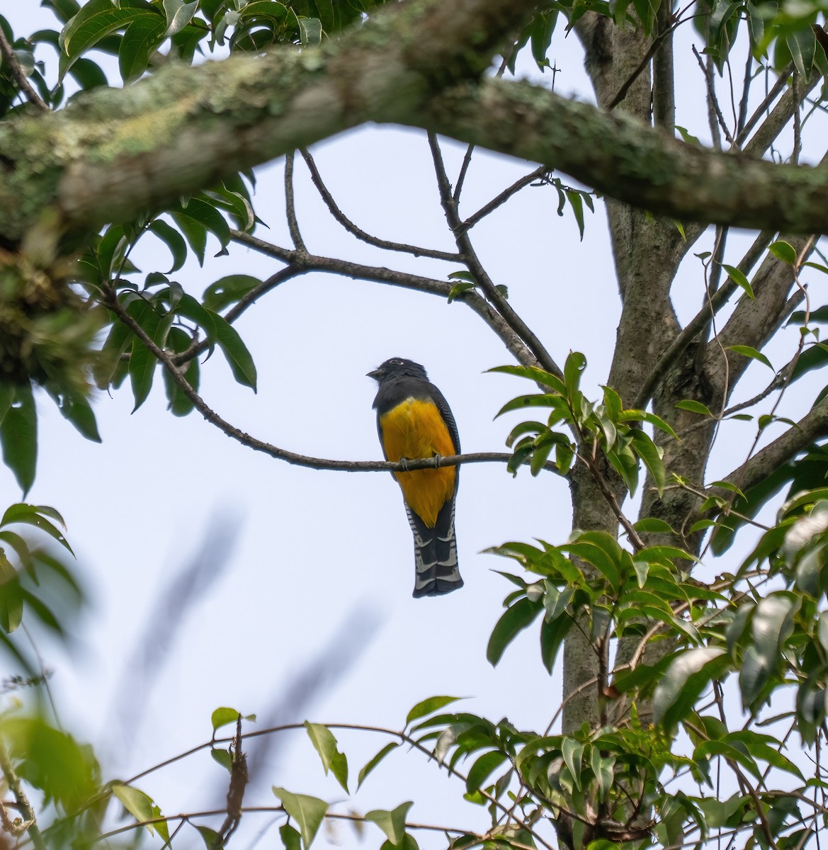 monokkeltrogon - ML645845652