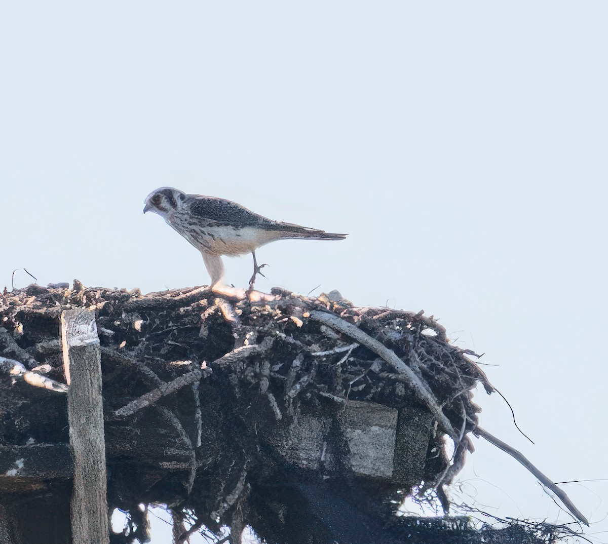 spurvefalk - ML645845653