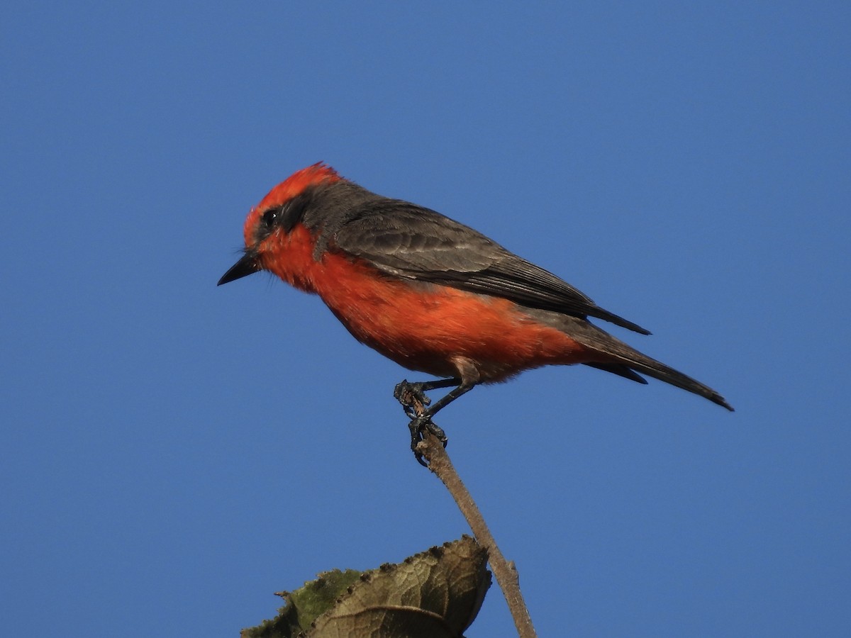 Vermilion Flycatcher - ML645845663