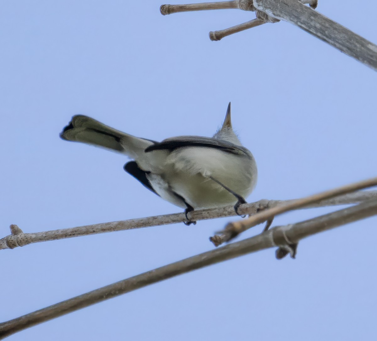 Blue-gray Gnatcatcher - ML645845665