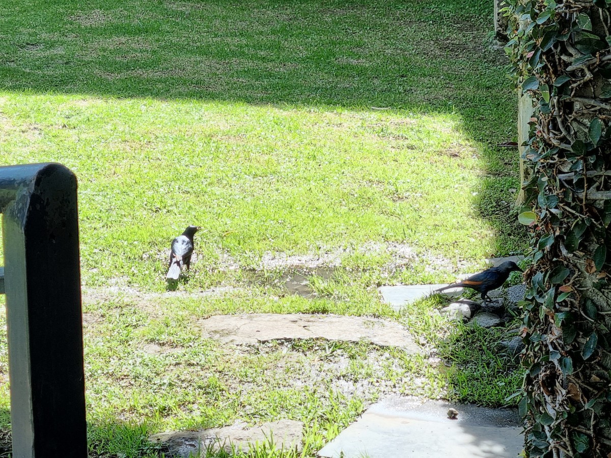 Kızılkanat - ML645845666