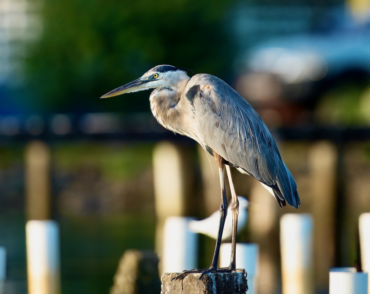 Great Blue Heron - ML645845670
