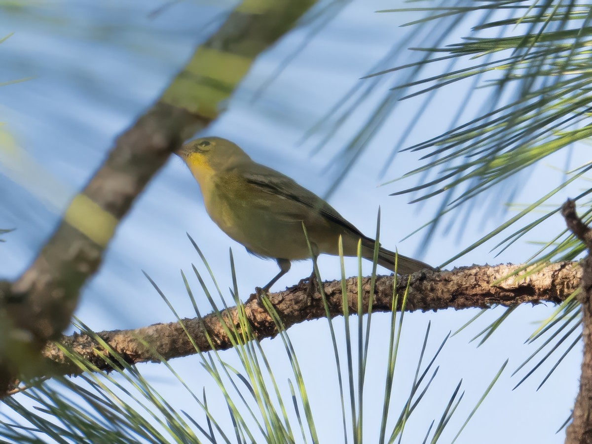 Pine Warbler - ML645845674