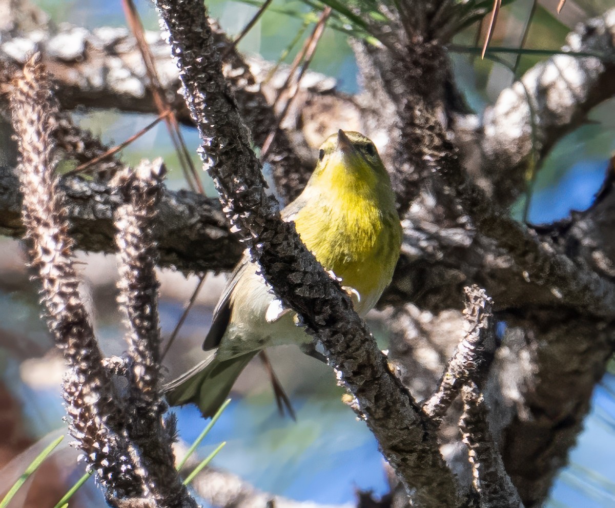 Pine Warbler - ML645845676
