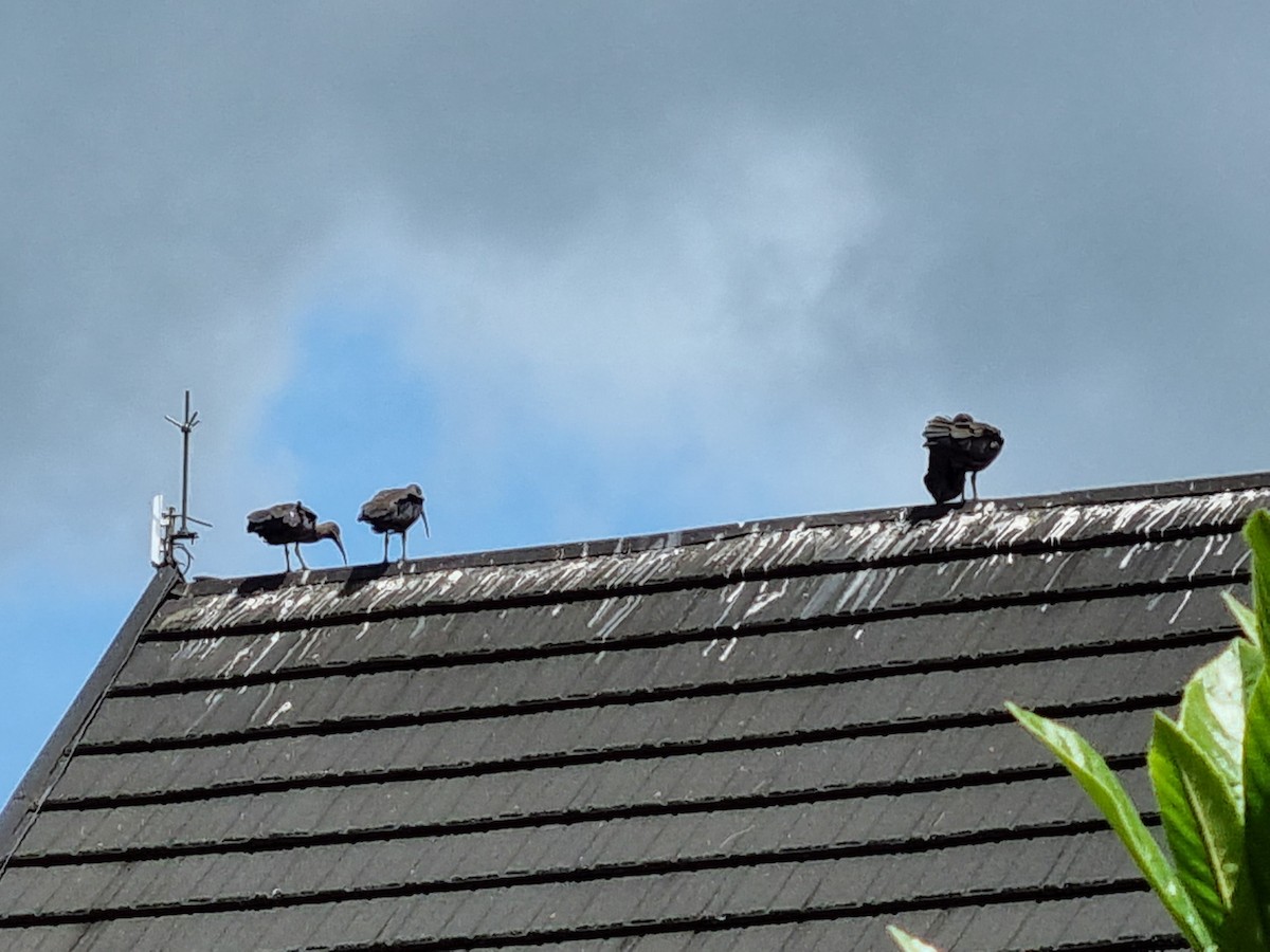 Hadada Ibis - ML645845682