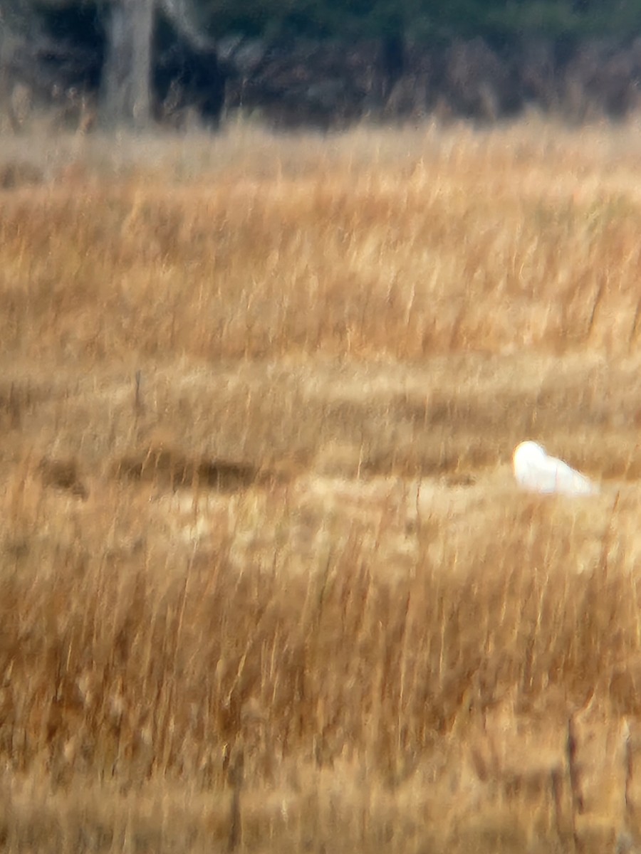 Snowy Owl - ML645845703