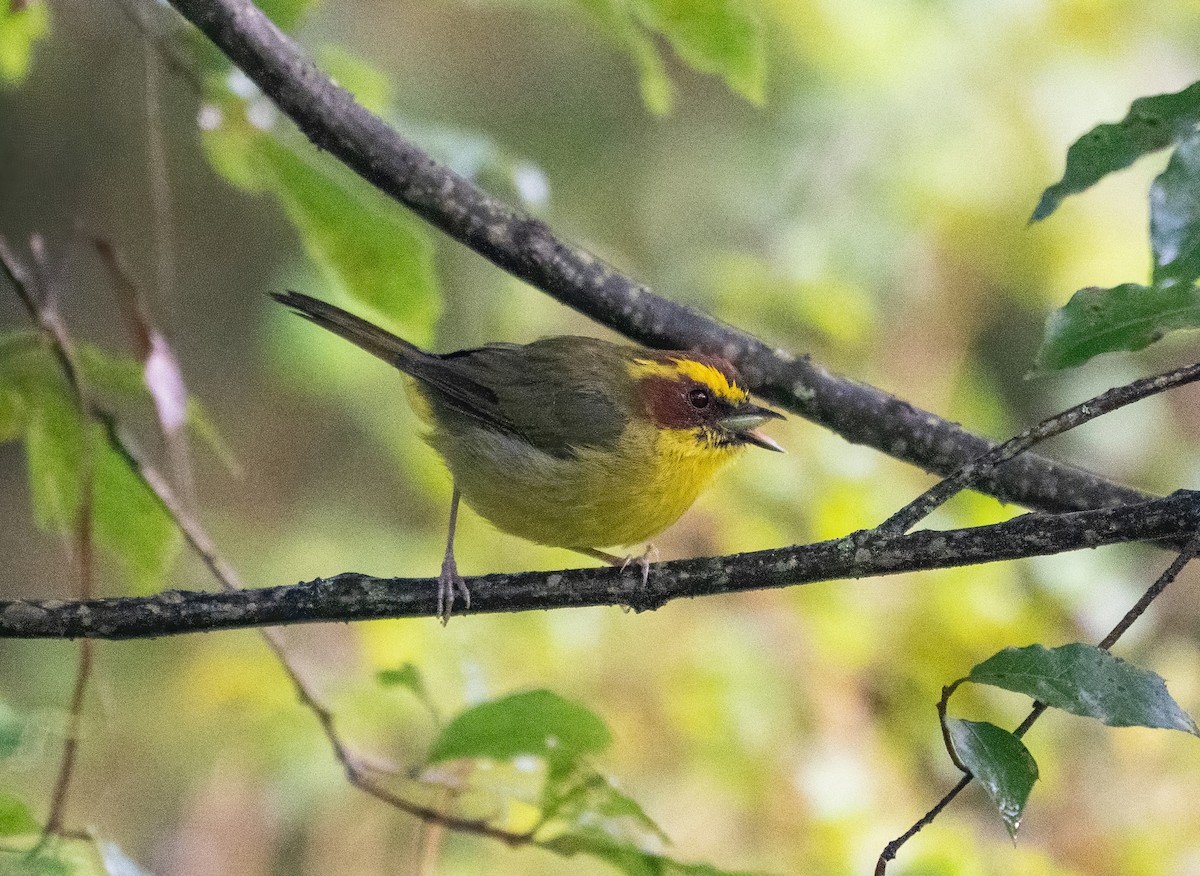 キンマユアメリカムシクイ - ML645845704