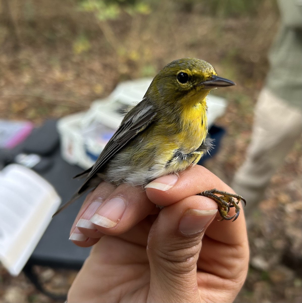 Pine Warbler - ML645845706