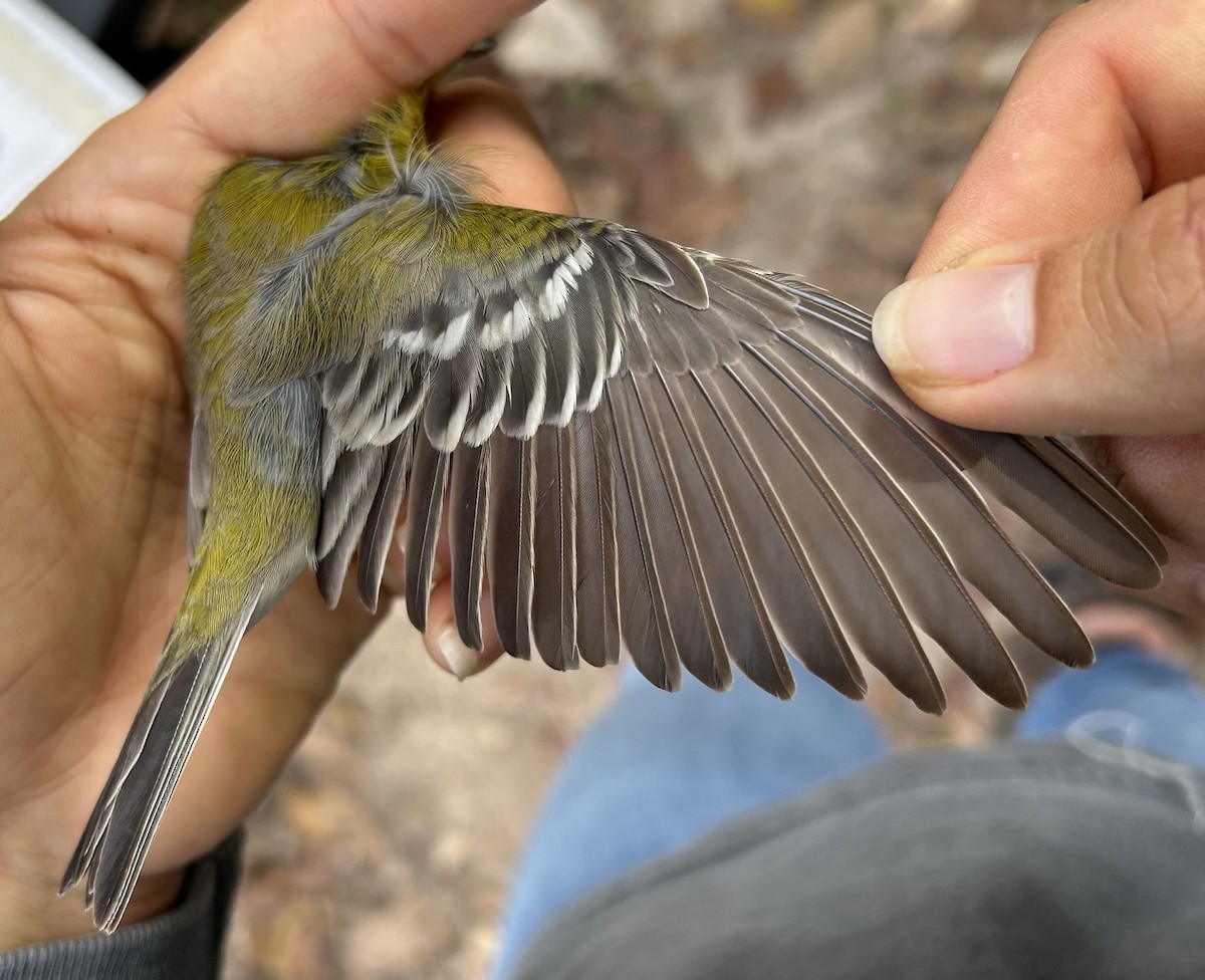 Pine Warbler - ML645845707