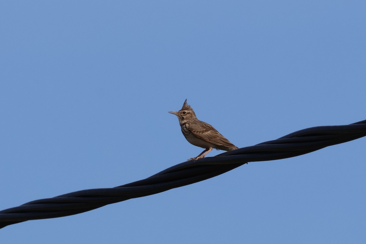 Tepeli Toygar [cristata grubu] - ML645845708