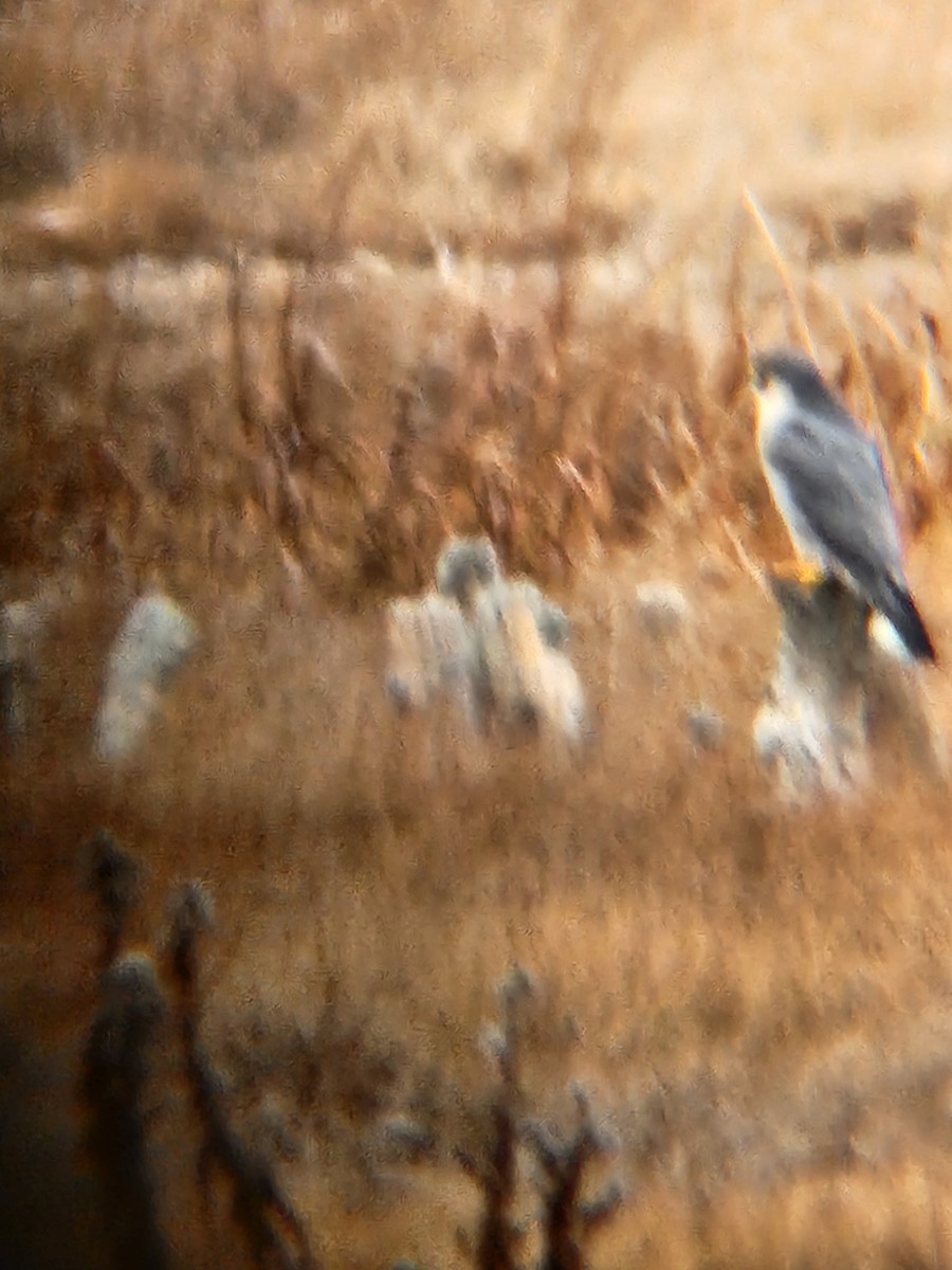 Peregrine Falcon - ML645845709