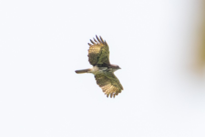 orel novoguinejský - ML645845710