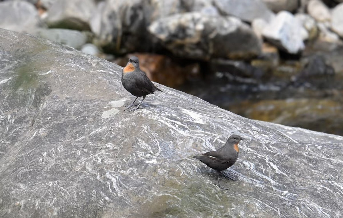Rufous-throated Dipper - ML645845715