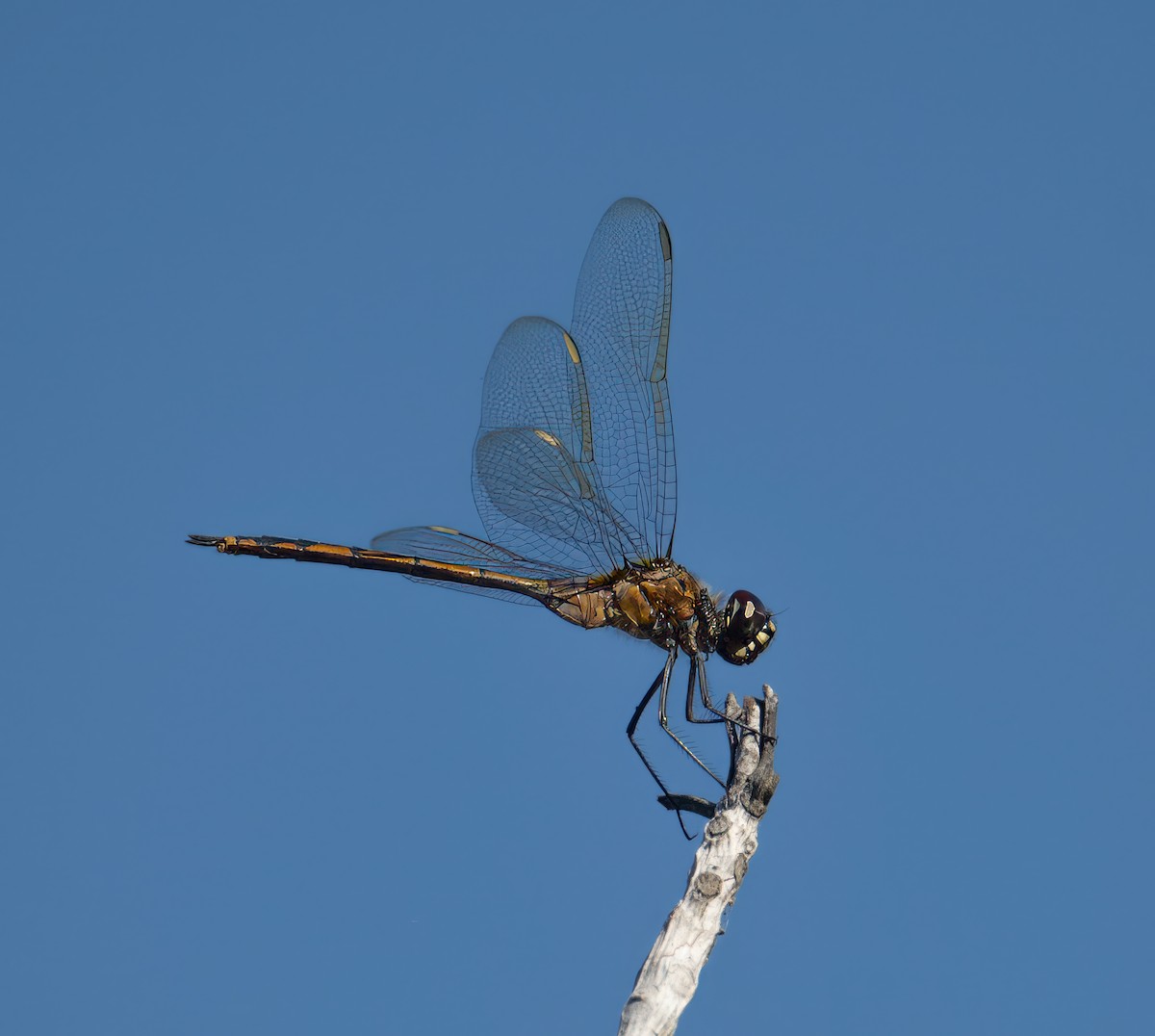 Four-spotted Pennant - ML645845722