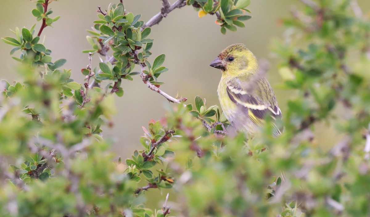 čížek vousatý - ML645845723