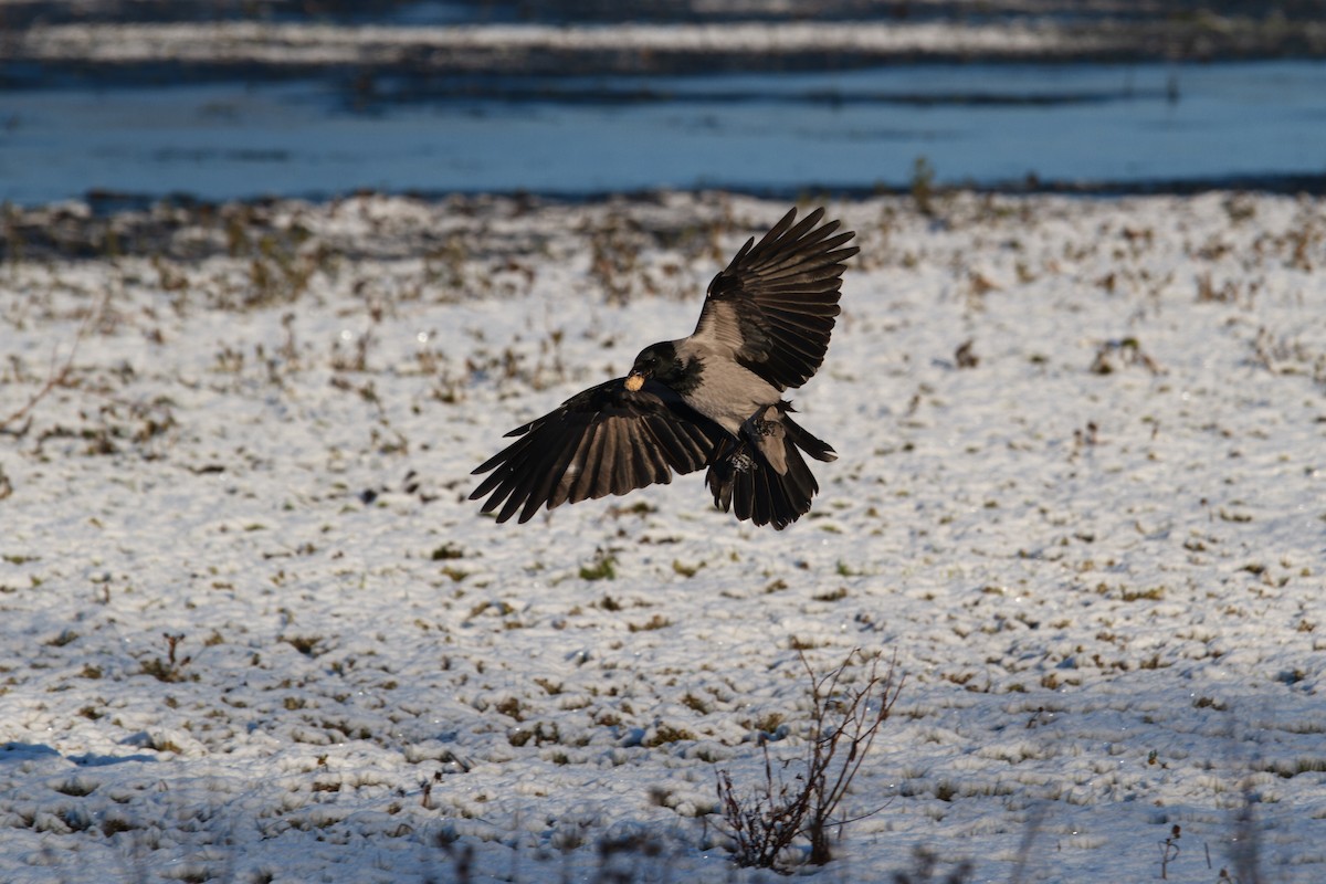 Hooded Crow - ML645845725