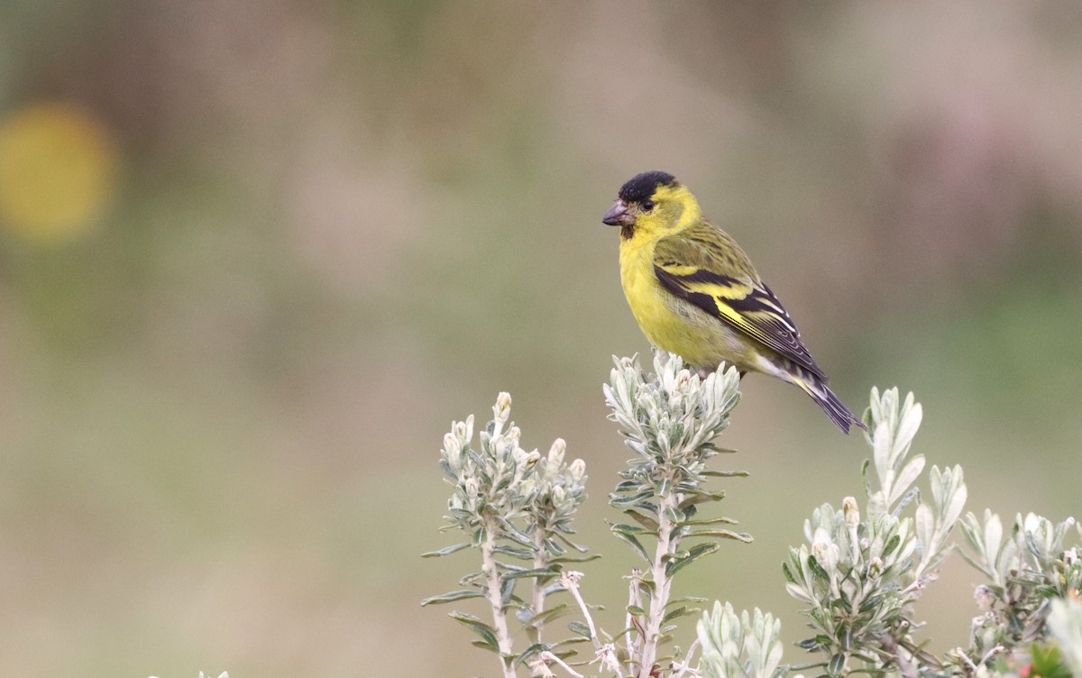 čížek vousatý - ML645845745